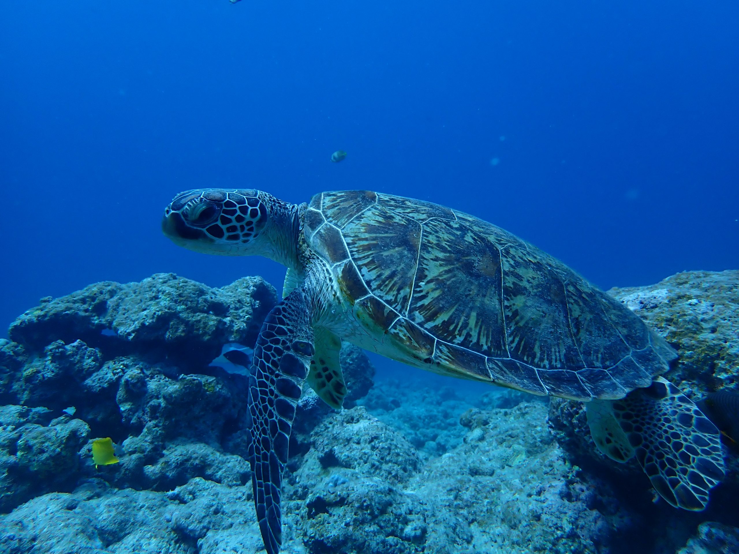 うみうみ様確認用 Amazon.co.jp: ザ・アクセス クリアファイル ウミウシ 大全 水族館 A4