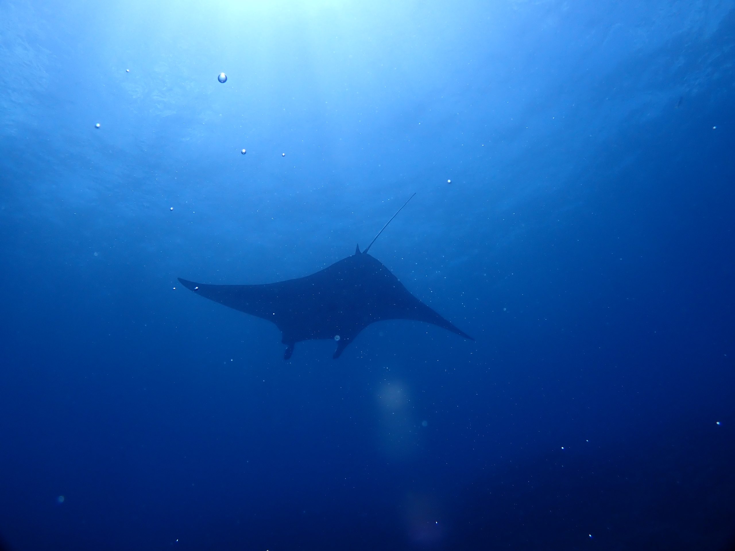 石垣島はマンタシーズン真っ盛り！ | Diving School 海講座